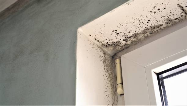 Best Forensic Mold Investigation  in Upper Fruitland, NM