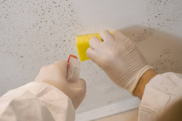Best Basement Mold Removal  in Upper Fruitland, NM